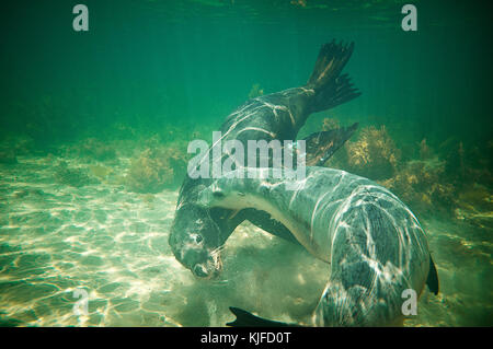 Lion de mer australien (Neophoca cinerea). Seal Island, îles de Shoalwater Marine Park, près de Rockingham, l'ouest de l'Australie Banque D'Images