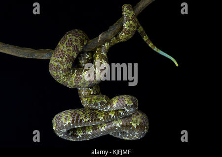 Protobothrops mangshanensis mangshan pitviper, Banque D'Images