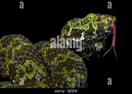 Protobothrops mangshanensis mangshan pitviper, Banque D'Images