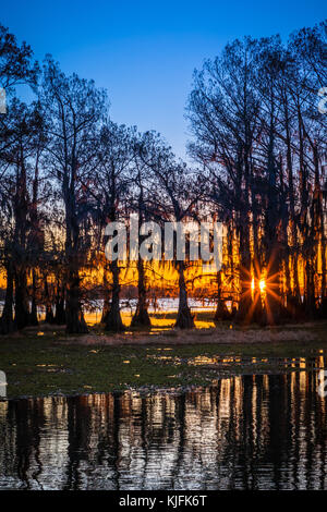 Caddo Lake est un lac et des terres humides situées sur la frontière entre le Texas et la Louisiane. Banque D'Images