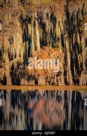 Caddo Lake est un lac et des terres humides situées sur la frontière entre le Texas et la Louisiane. Banque D'Images