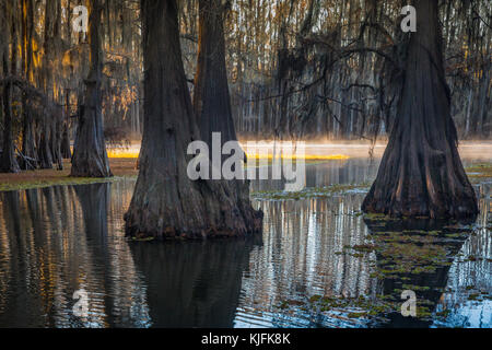 Caddo Lake est un lac et des terres humides situées sur la frontière entre le Texas et la Louisiane. Banque D'Images