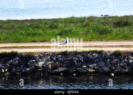 Delta du Po, parc régional de la Vénétie. Une mouette. Banque D'Images