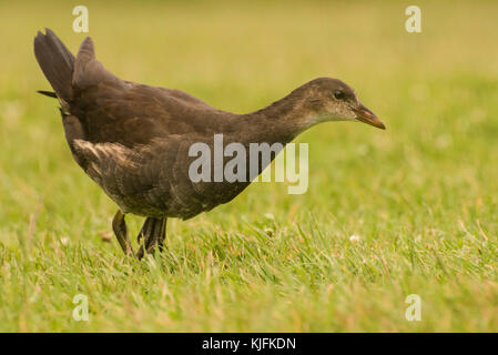 La Gallinule poule-d'eau (Gallinula chloropus) d'Huntstanton, Norfolk, Royaume-Uni. Banque D'Images