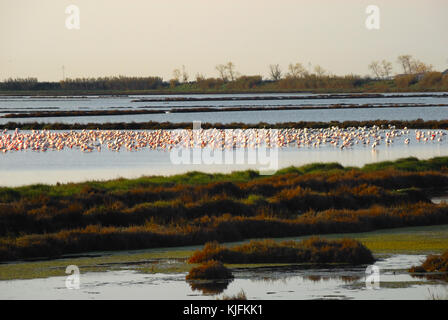 L'Italie, Delta du Pô, Veneto, Italie : Parc régional une colonie de flamants dans Pozzatini Valle. Banque D'Images