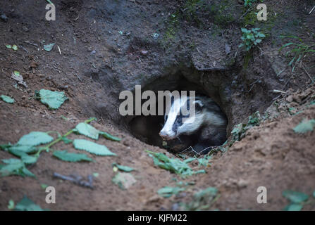 Badger, sauvage, indigène, Européen blaireau (Meles meles) émergeant de la sett blaireau en bois naturel de l'habitat. L'horizontale. Paysage Banque D'Images