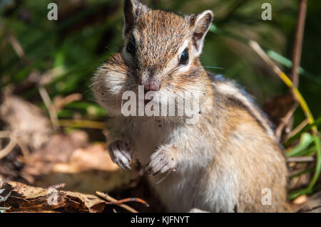Portrait de beau et mignon chipmunk closeup Banque D'Images