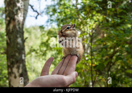 Tamia avec graines de tournesol se repose sur une main d'homme dans l'air sur l'arrière-plan naturel floue Banque D'Images