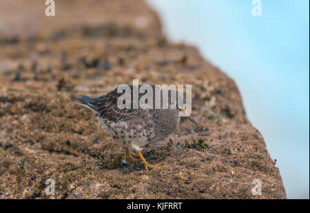 Bécasseau violet (Calidris maritima) se nourrissant sur des roches côtières à Lunteren. Banque D'Images