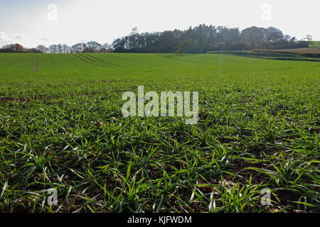 Vue au niveau du sol de lignes de jeunes plants de blé de tallage en automne, Berkshire, novembre Banque D'Images