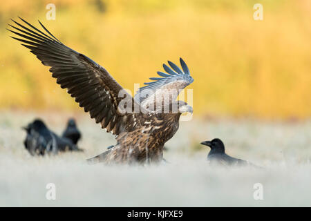Aigle à queue blanche / aigle de mer ( Haliaeetus albicilla ) jeune adolescent débarquant à côté de quelques Corbeau commun sur un pré gelé, faune, Europe. Banque D'Images