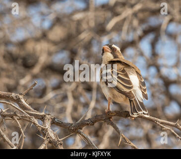 Un bruant à sourcils blancs-weaver perché sur un arbre épineux dans le parc transfrontalier de Kgalagadi à cheval sur l'Afrique du Sud et le Botswana. Banque D'Images