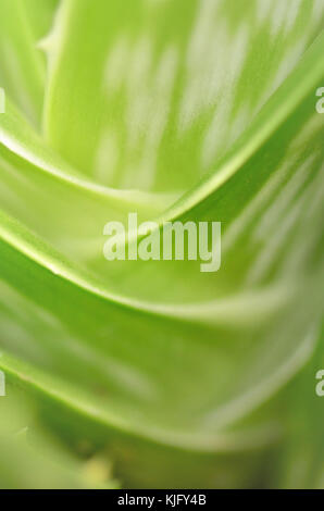 Soft focus extrême close-up d'une usine de Vera d'Aloès (ALOE BARBADENSIS), Banque D'Images