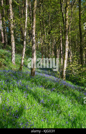 Jacinthes dans la réserve naturelle du bois d'hirondelles, hollingworth, Derbyshire, Angleterre. Banque D'Images