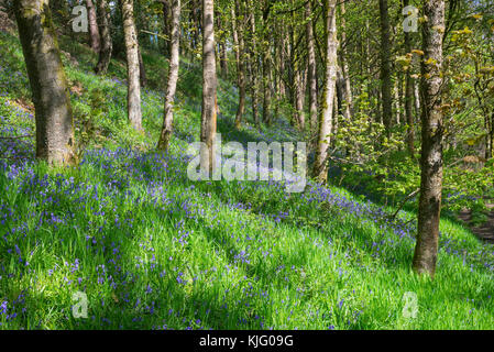 Jacinthes dans la réserve naturelle du bois d'hirondelles, hollingworth, Derbyshire, Angleterre. Banque D'Images