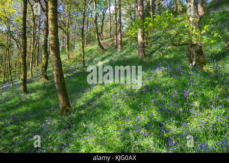 Jacinthes dans la réserve naturelle du bois d'hirondelles, hollingworth, Derbyshire, Angleterre. Banque D'Images