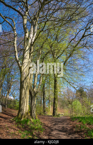 Grands arbres dans la réserve naturelle du bois d'hirondelles, hollingworth, Derbyshire, Angleterre. une belle journée de printemps. Banque D'Images