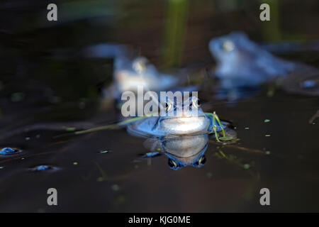 Moor frog dans la nature Banque D'Images