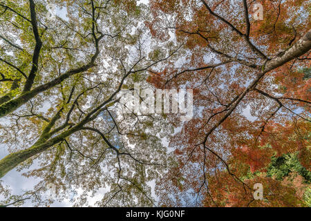 Momiji (feuilles d'arbres d'érable) Autnum dans paysage forêt Arashiyama, Kyoto, Japon Banque D'Images