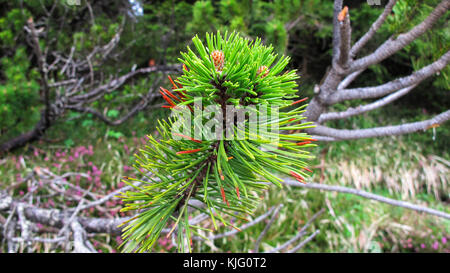 Little Pine arbre qui pousse dans la forêt de montagnes des Alpes, près du lac de Misurina, au nord-est de l'Italie - Printemps 2015 Banque D'Images