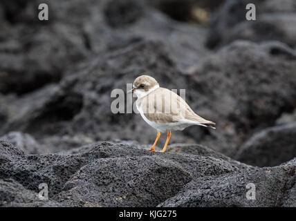 Pluvier semipalmé ( Charadrius semipalmatus ), sur la roche de lave, île Floreana, îles Galapagos Banque D'Images