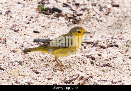 Paruline jaune ( Setophaga petechia ), homme adulte, île de Floreana, Galapagos Banque D'Images