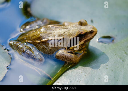 Grasfrosch (Rana temporaria) sitzt auf Blatt von Seerose, Bayern, Deutschland Banque D'Images