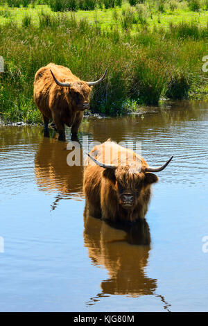 Highland cattle à poil long se rafraîchir dans les zones humides à van rspb farm sur le Loch Leven, Perth et Kinross, Scotland Banque D'Images