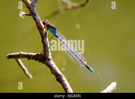 Großes Granatauge (Erythromma najas), Männchen, Bayern, Deutschland Banque D'Images