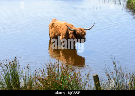 Highland cattle à poil long se rafraîchir dans les zones humides à van rspb farm sur le Loch Leven, Perth et Kinross, Scotland Banque D'Images