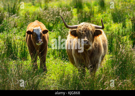 Vache et son veau highland près du bord de l'eau à la ferme van rspb réserve naturelle sur le Loch Leven, Perth et Kinross, Scotland Banque D'Images