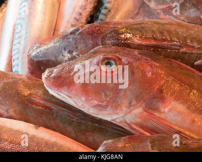 Le grondin rouge de l'Atlantique est, chelidonichthys cuculus, pour la vente à un marché aux poissons Banque D'Images