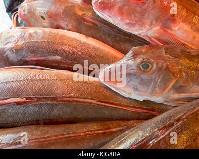 Le grondin rouge de l'Atlantique est, chelidonichthys cuculus, pour la vente à un marché aux poissons Banque D'Images