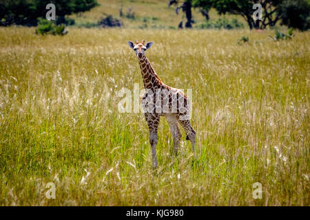 Un bébé girafe Rothschild dans le parc national des chutes Murchison en Ouganda. Dommage que ce lieu, le lac Albert, est menacé par les compagnies de forage Banque D'Images