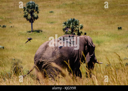 Un groupe d'oiseaux à l'atterrissage sur le dos d'un grand éléphant mâle dans Murchison Falls national park dans l'Ouganda. Dommage que ce lieu, le lac Albert, est en voie de disparition Banque D'Images