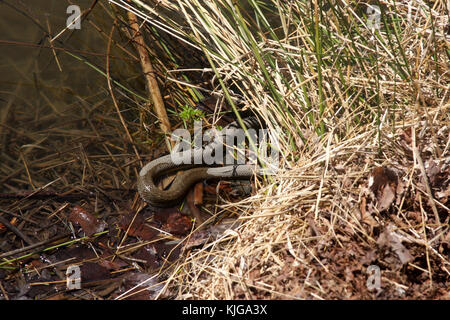 Serpent dans l'eau, Virginie, USA Banque D'Images