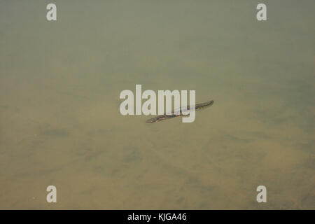 Newt nageant dans le lac dans les Blue Ridge Mountains de Virginie, États-Unis Banque D'Images