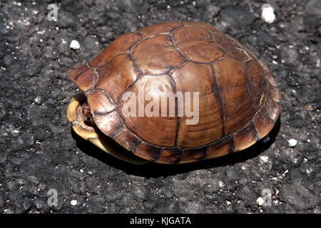 Fort de se cacher dans sa carapace de tortue Banque D'Images