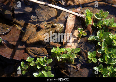 Mélange de grenouilles brunes dans l'environnement Banque D'Images