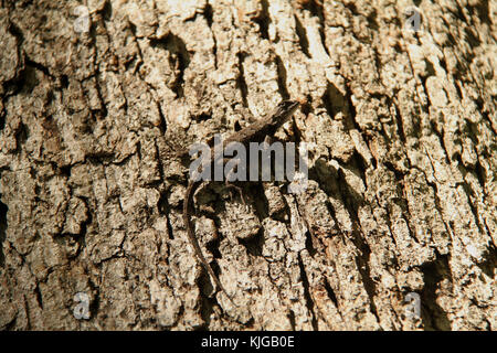 Eastern Fence lizard sur l'écorce des arbres Banque D'Images