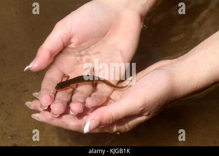 Newt dans le lac de Blue Ridge Mountains, Virginie, États-Unis Banque D'Images