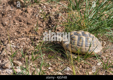 Tortue des Balkans : Tout savoir sur elle ! - Blog