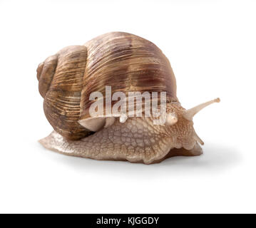 Escargot sur fond blanc avec clipping path Banque D'Images