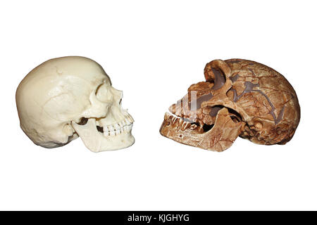 Vue de côté de l'Homo sapiens vs La Ferrassie1 Homo neanderthalensis crâne Banque D'Images