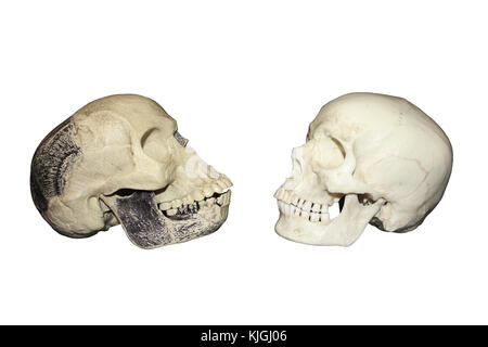 Homme de Piltdown comparaison vs Vue latérale du crâne de l'homme moderne Banque D'Images