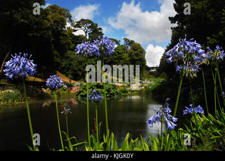 Vue sur jardin trebah, Cornwall, Royaume-Uni, par le biais d'hortensias de colvert pond Banque D'Images