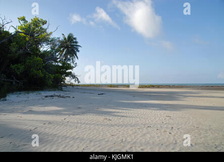Les ombres de la forêt tropicale à Cape Tribulation, Australie Banque D'Images