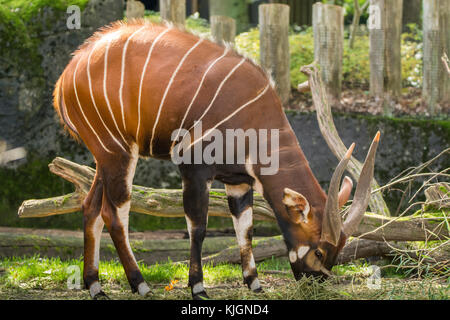 Bel animal - grande antilope bongo est extrêmement rare, ne laissant que des animaux au Kenya. Banque D'Images