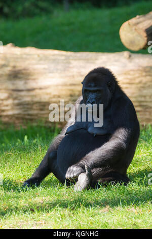 Big Black gorilla monkey est assis sur l'herbe, journée ensoleillée Banque D'Images