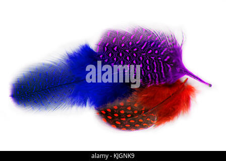 Plumes plumage secrètes isolated on white Banque D'Images